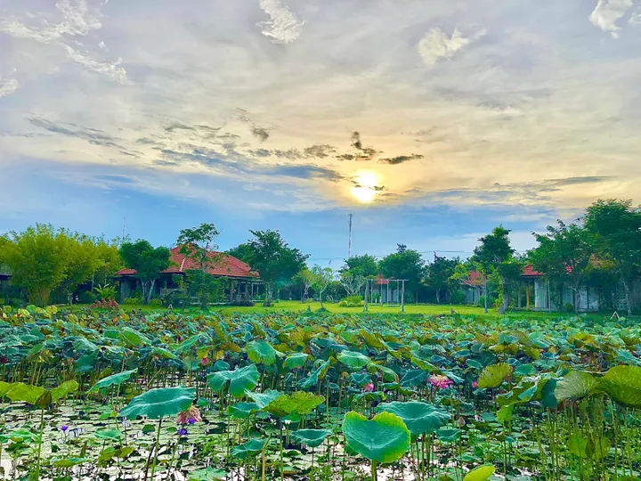 BÁN ĐẤT TRÀ QUẾ – VIEW LÚA CỰC ĐẸP – GẦN BIỂN AN BÀNG & SÔNG CỔ CÒ (MS470)